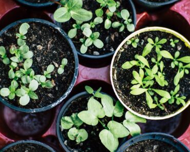 Unlock Natural Healing with the Medicinal Garden Kit